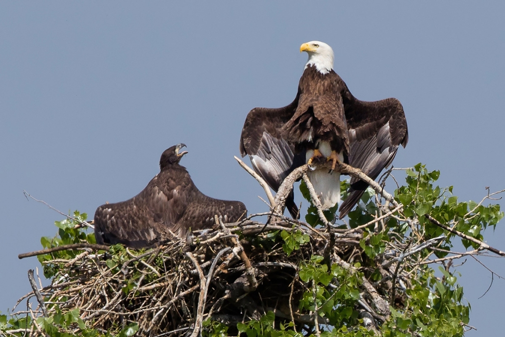 Front Range Nesting Bald Eagles Studies